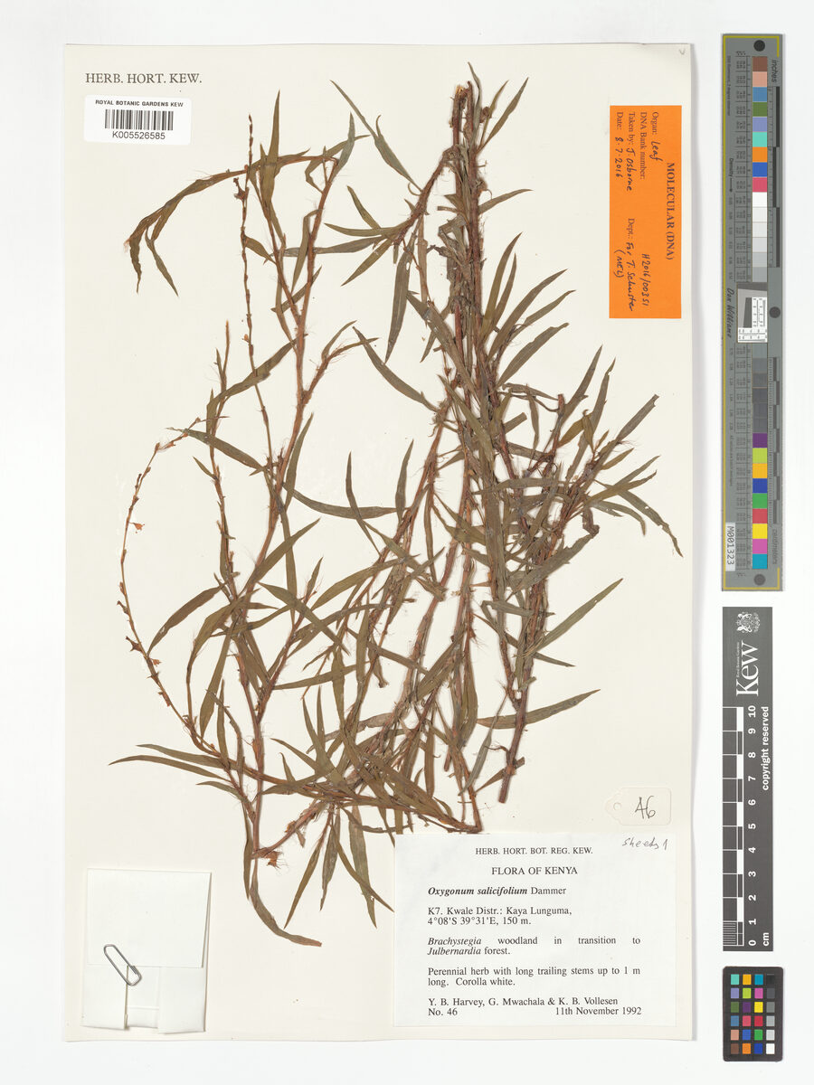 Oxygonum salicifolium — photo