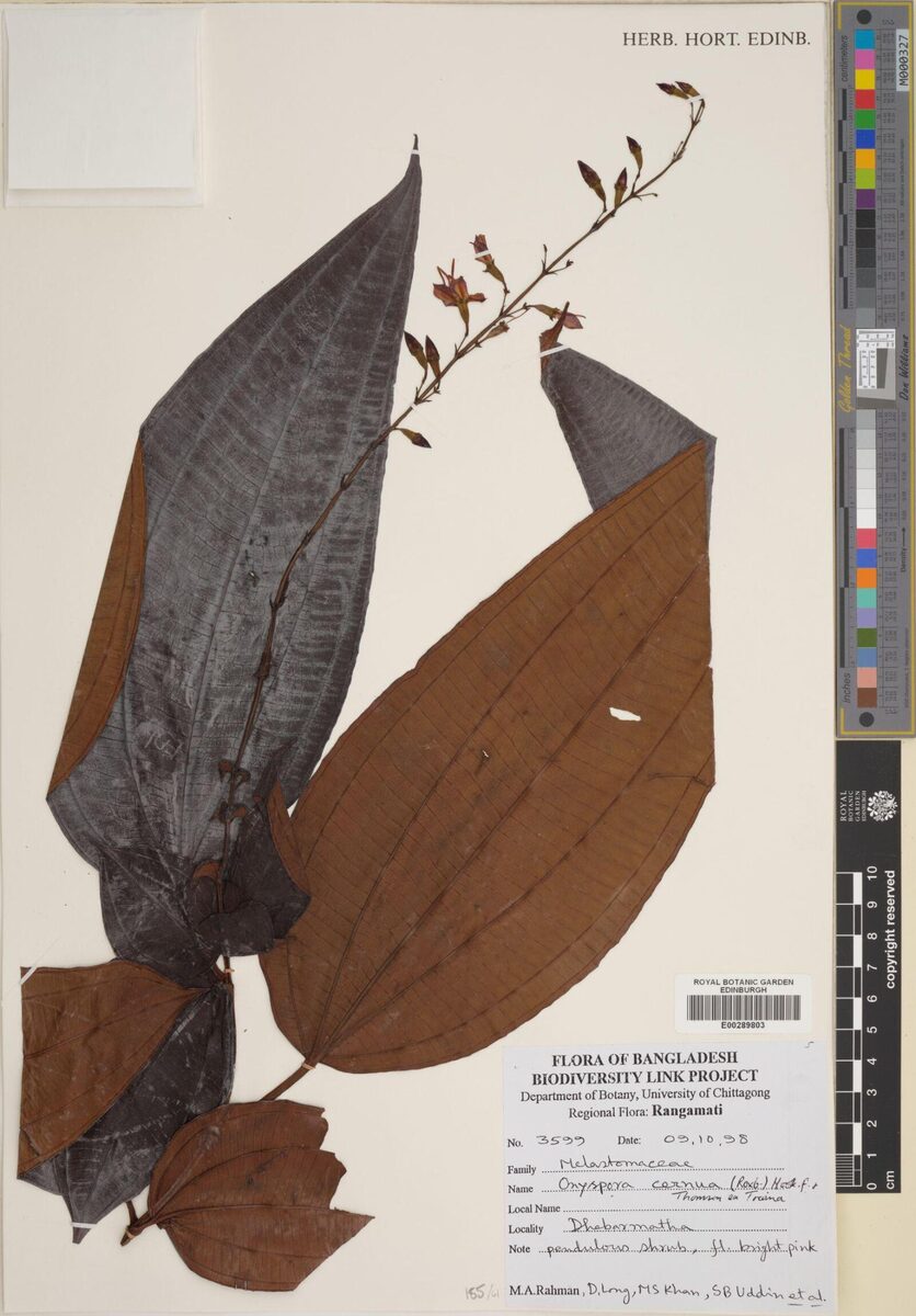 Oxyspora cernua — photo