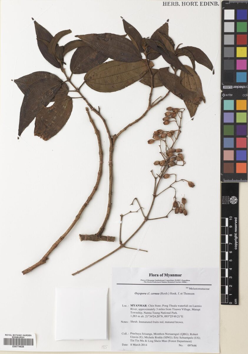 Oxyspora cernua