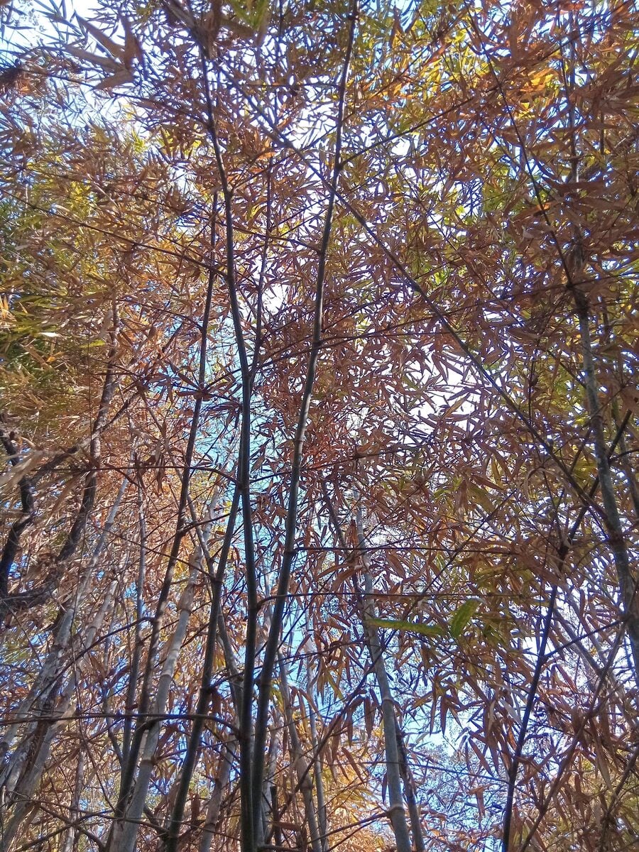 Oxytenanthera abyssynica - (A.Rich.) Munro (Savanah Bamboo) — photo