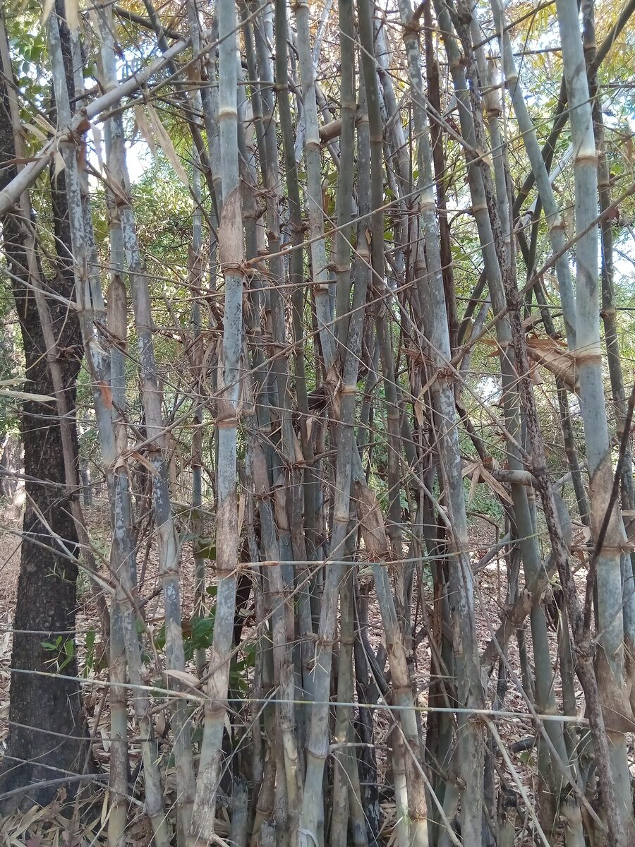 Oxytenanthera abyssynica - (A.Rich.) Munro (Savanah Bamboo) — photo