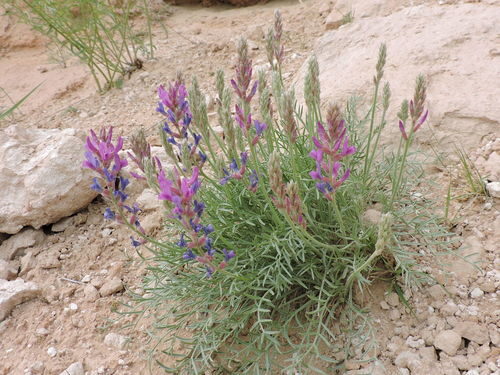 Oxytropis lambertii (Crazy weed) — photo