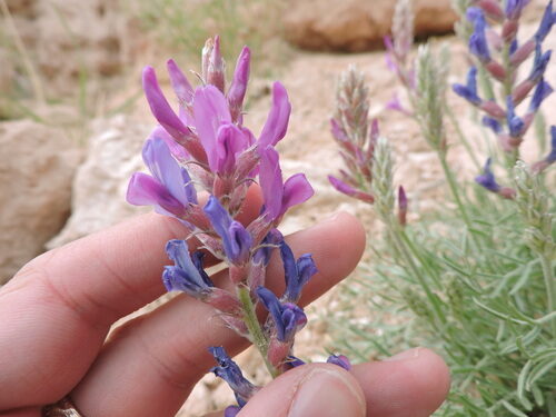 Oxytropis lambertii (Crazy weed) — photo