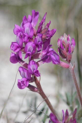 Oxytropis lambertii