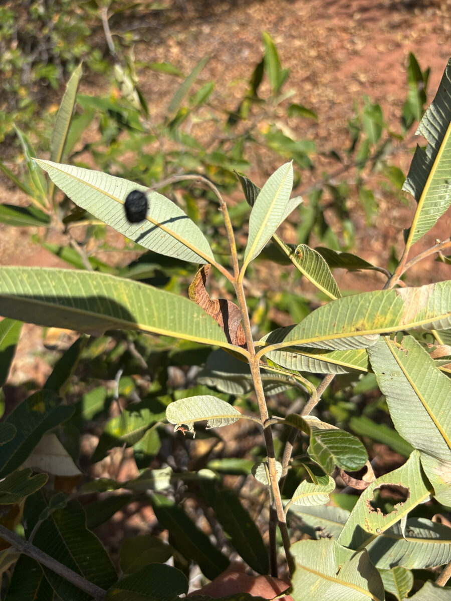 Ozoroa insignis subsp. reticulata (Currant resin tree) — photo