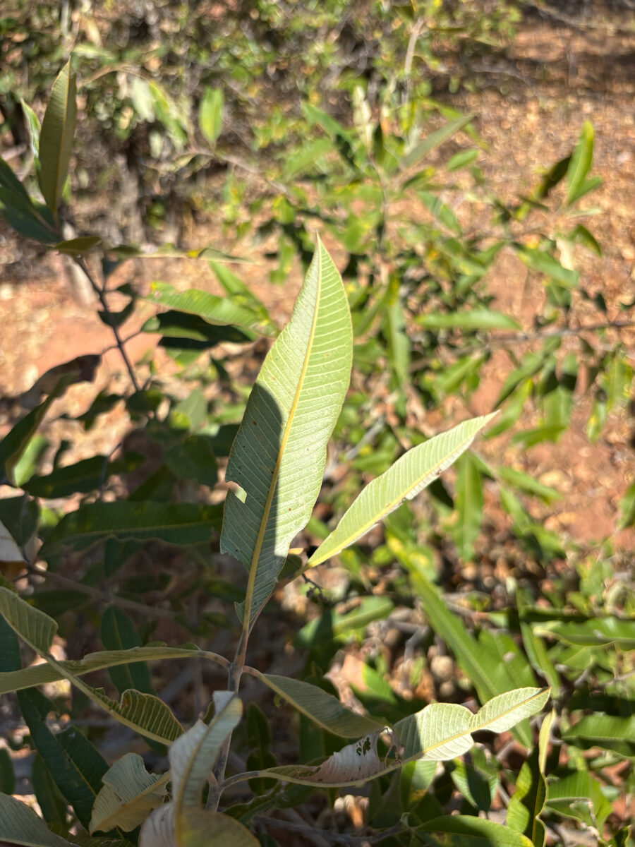 Ozoroa insignis subsp. reticulata (Currant resin tree) — photo