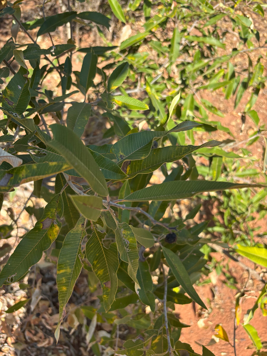 Ozoroa insignis subsp. reticulata