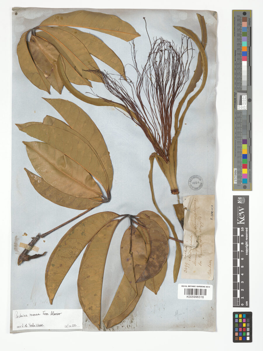 Pachira morae