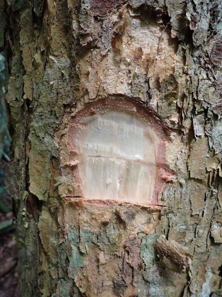 Pachylobus buettneri — photo
