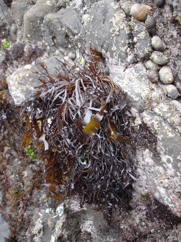 Pachymenia lusoria