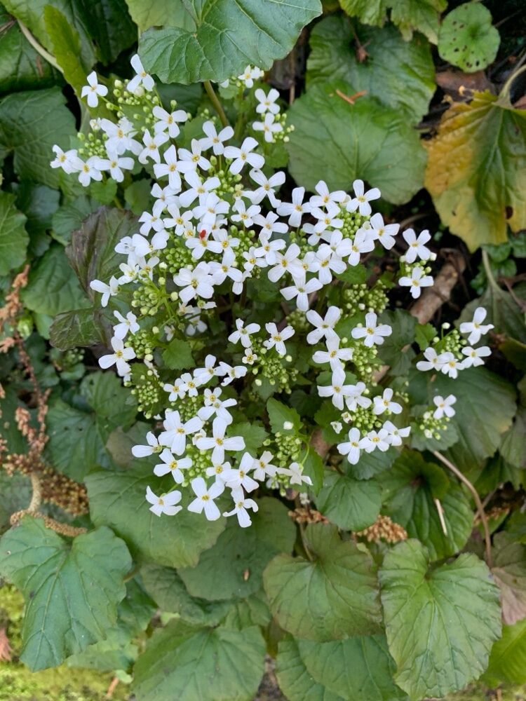Pachyphragma macrophylla - (Hoffm.)N.Busch. — photo