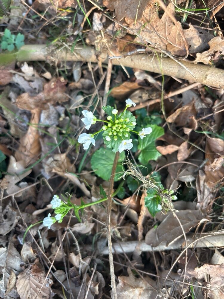 Pachyphragma macrophylla - (Hoffm.)N.Busch. — photo