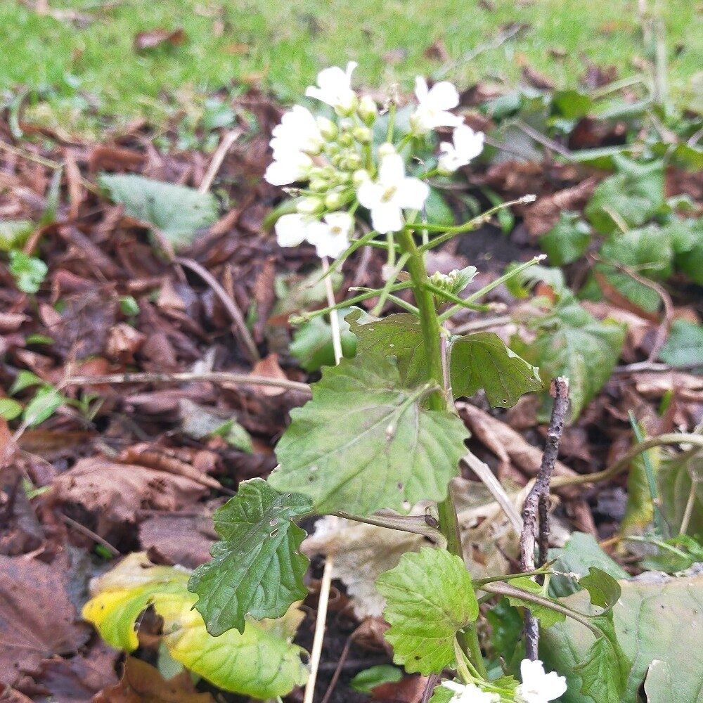 Pachyphragma macrophylla - (Hoffm.)N.Busch.