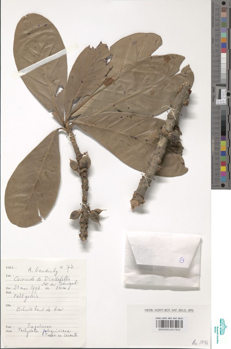 Pachystela sp — photo