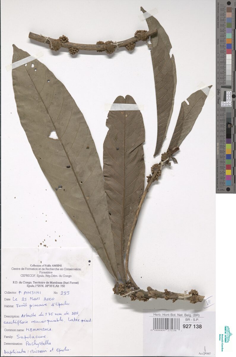 Pachystela sp