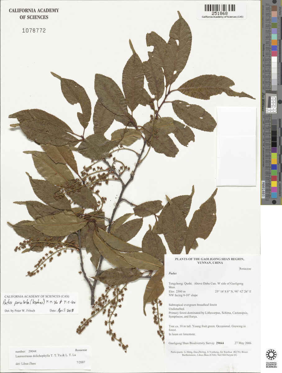 Padus perulata — photo
