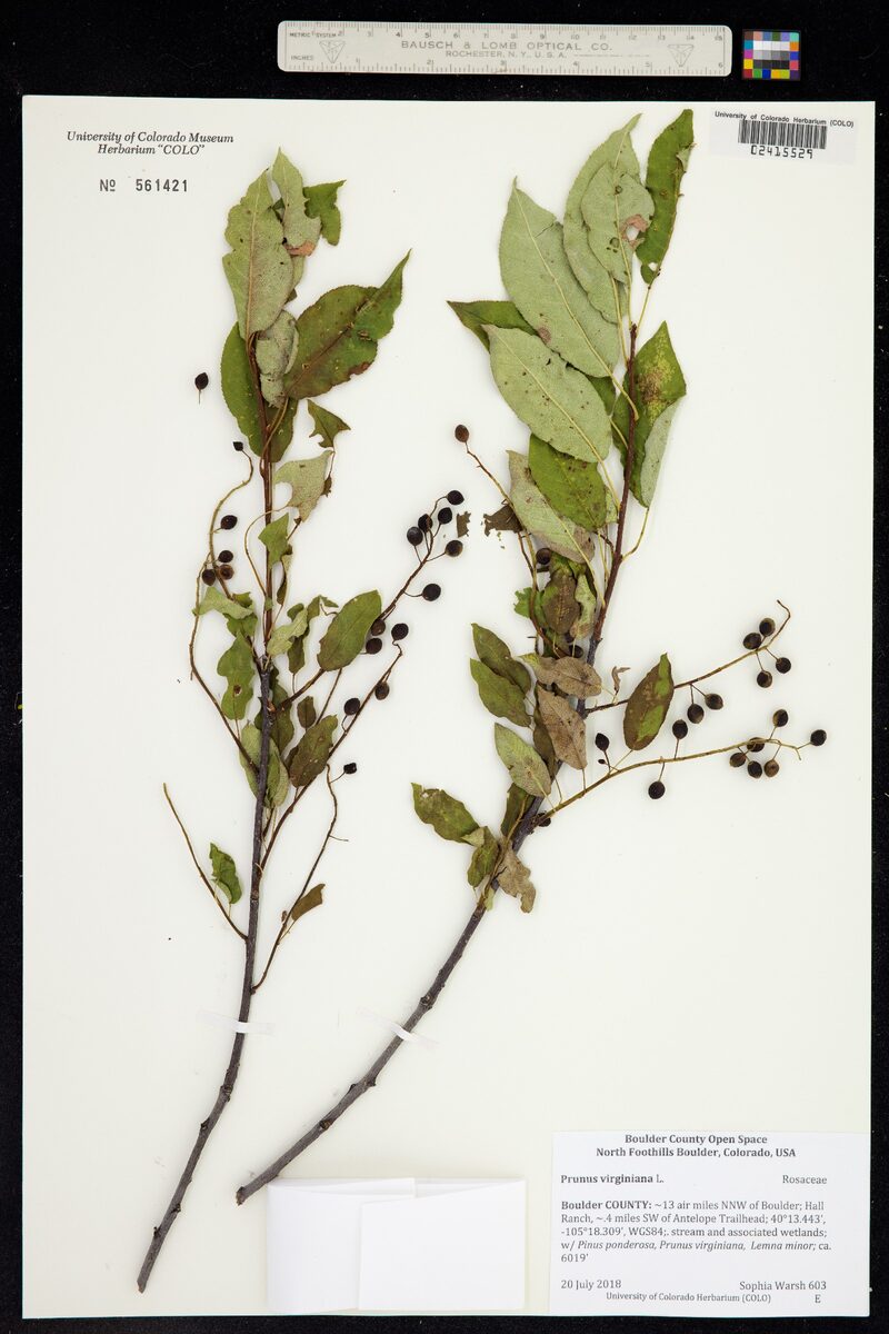 Padus virginiana subsp. melanocarpa (Rocky Mountain cherry) — photo