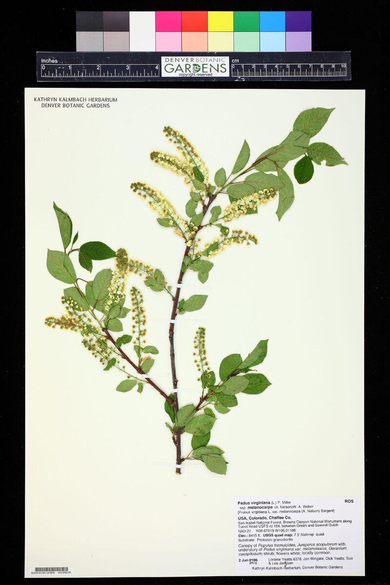 Padus virginiana subsp. melanocarpa (Rocky Mountain cherry) — photo