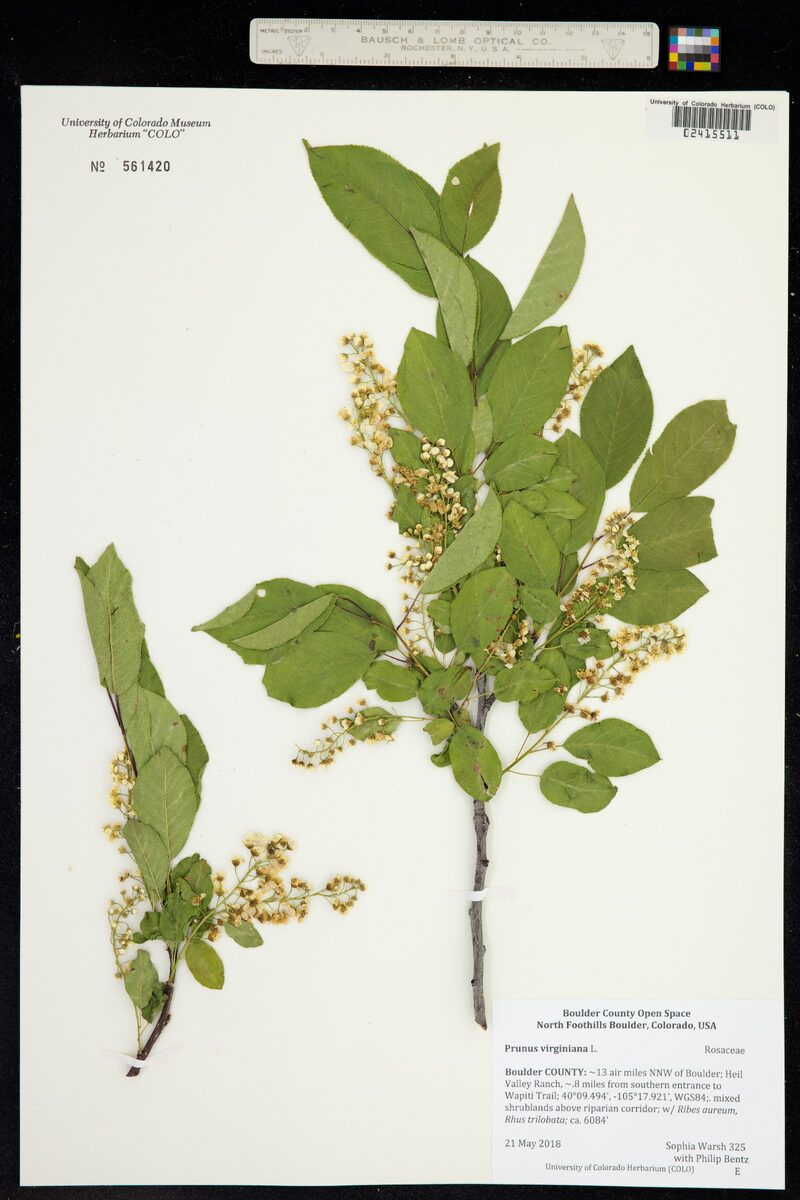 Padus virginiana subsp. melanocarpa