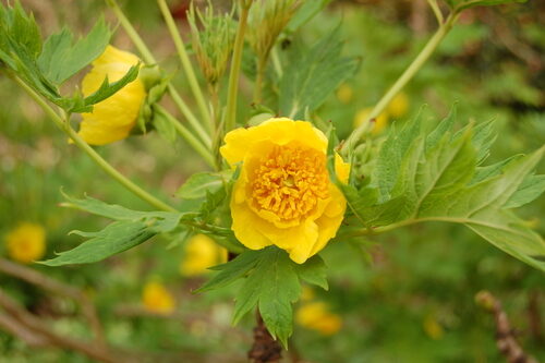 Paeonia delavayi (Tree Peony) — photo