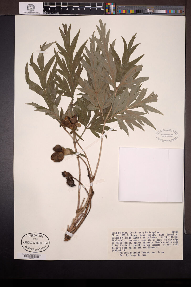 Paeonia lutea (Tree Peony) — photo