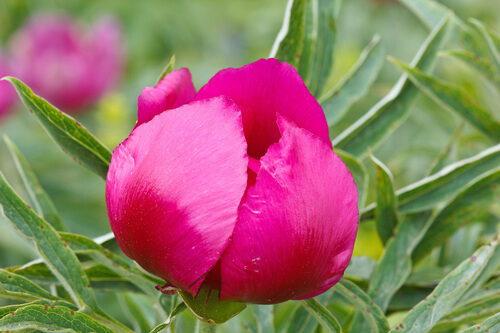 Paeonia officinalis (Peony) — photo