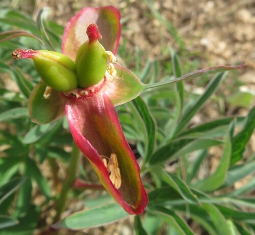 Paeonia officinalis (Peony) — photo