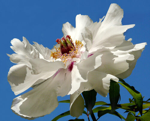 Paeonia ostii (Tree Peony) — photo