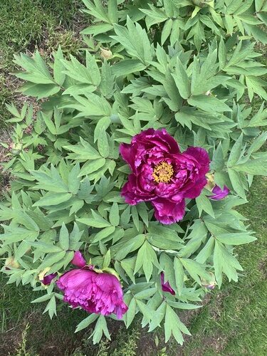 Paeonia ostii (Tree Peony) — photo