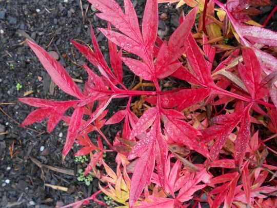 Paeonia potaninii