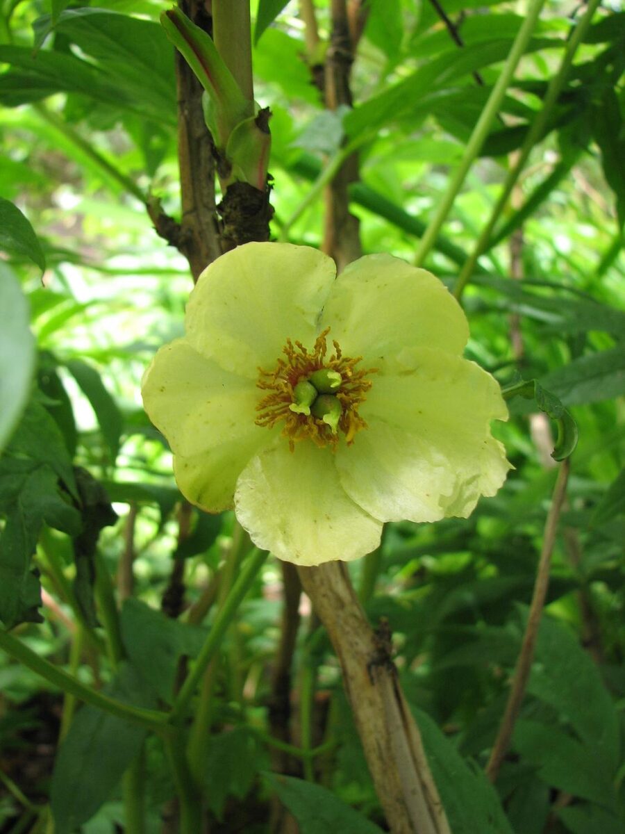 Paeonia potaninii (Tree Peony) — photo