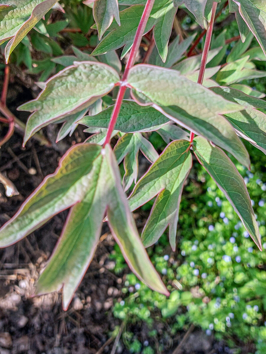 Paeonia suffruticosa (Moutan) — photo