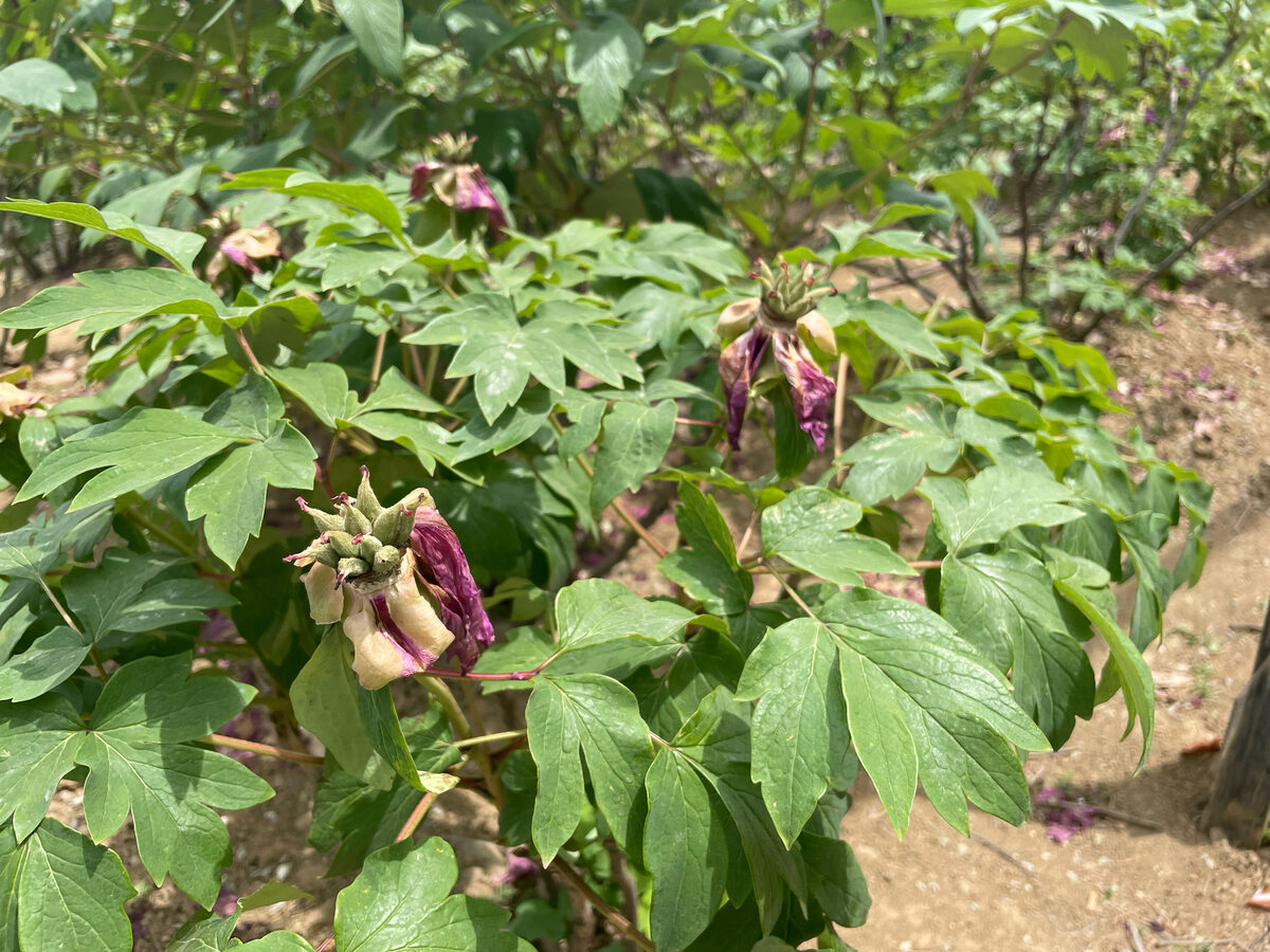 Paeonia suffruticosa (Moutan) — photo