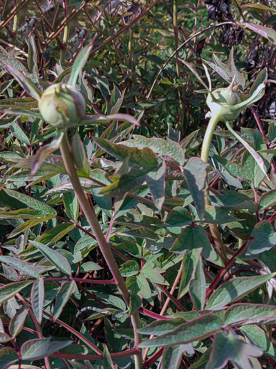 Paeonia suffruticosa
