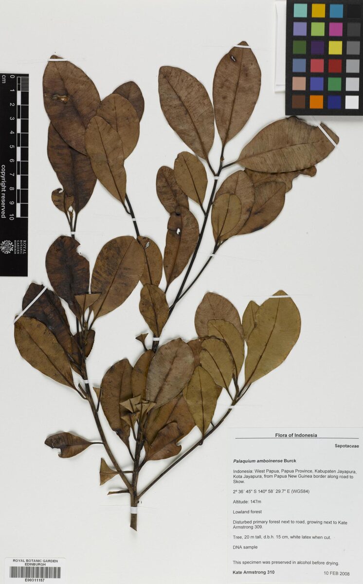 Palaquium amboinense (Gutta-percha tree) — photo