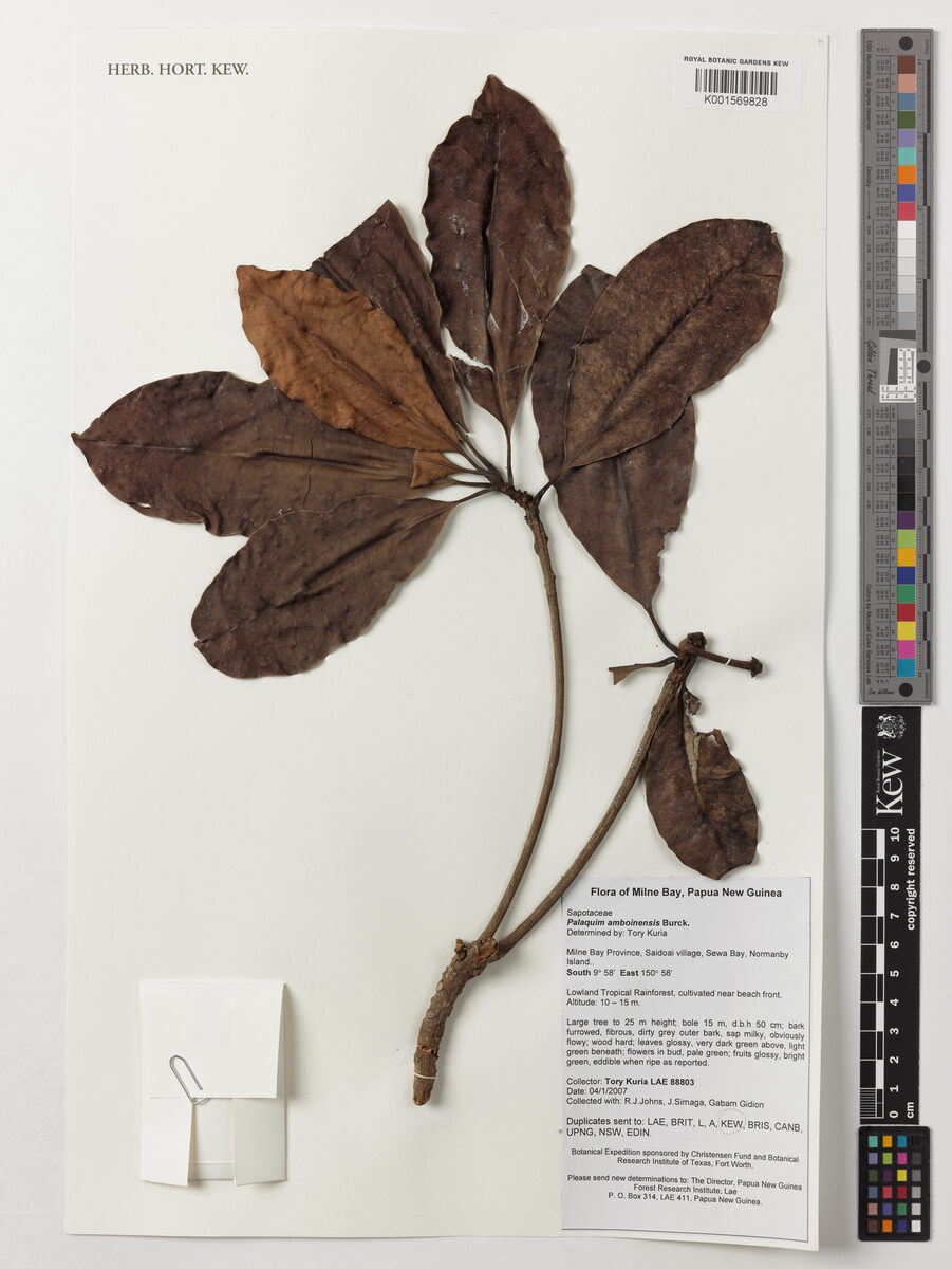Palaquium amboinense (Gutta-percha tree) — photo