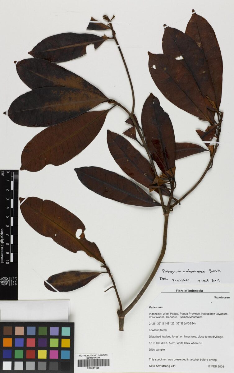 Palaquium amboinense