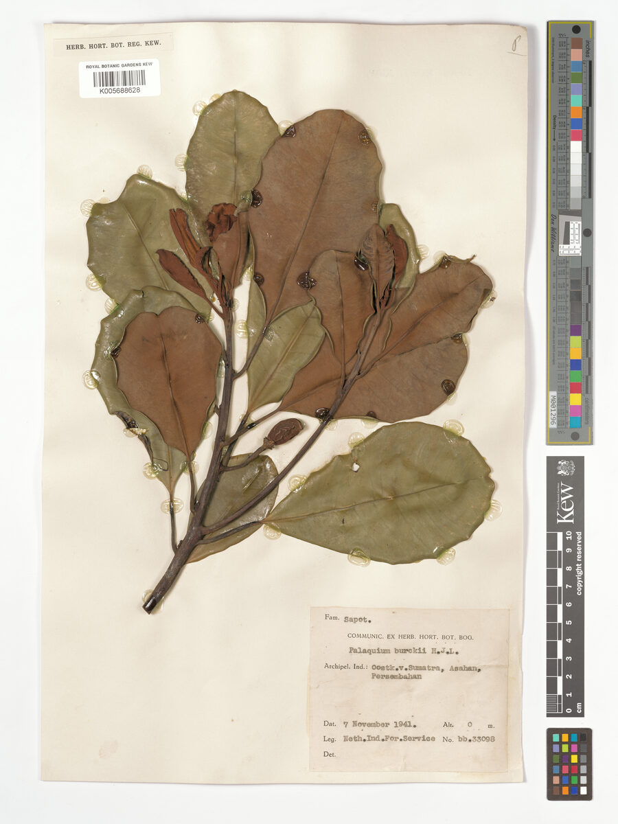 Palaquium burckii — photo