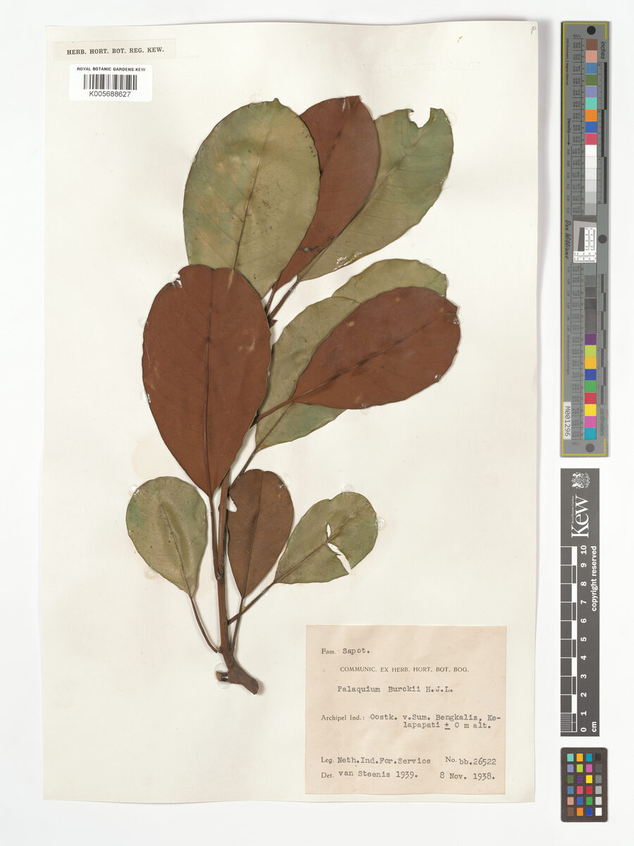 Palaquium burckii — photo