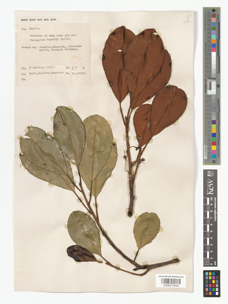 Palaquium burckii