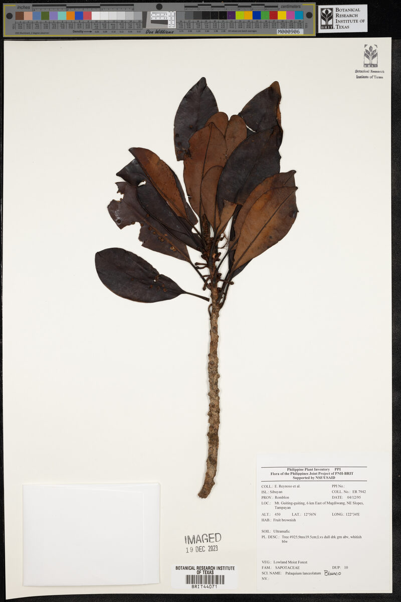 Palaquium lanceolatum (Palak-palak) — photo
