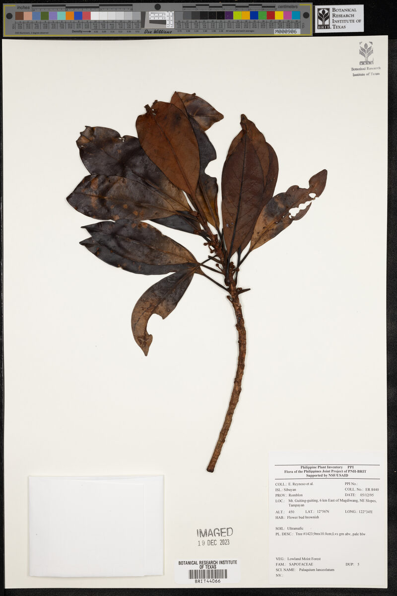 Palaquium lanceolatum (Palak-palak) — photo