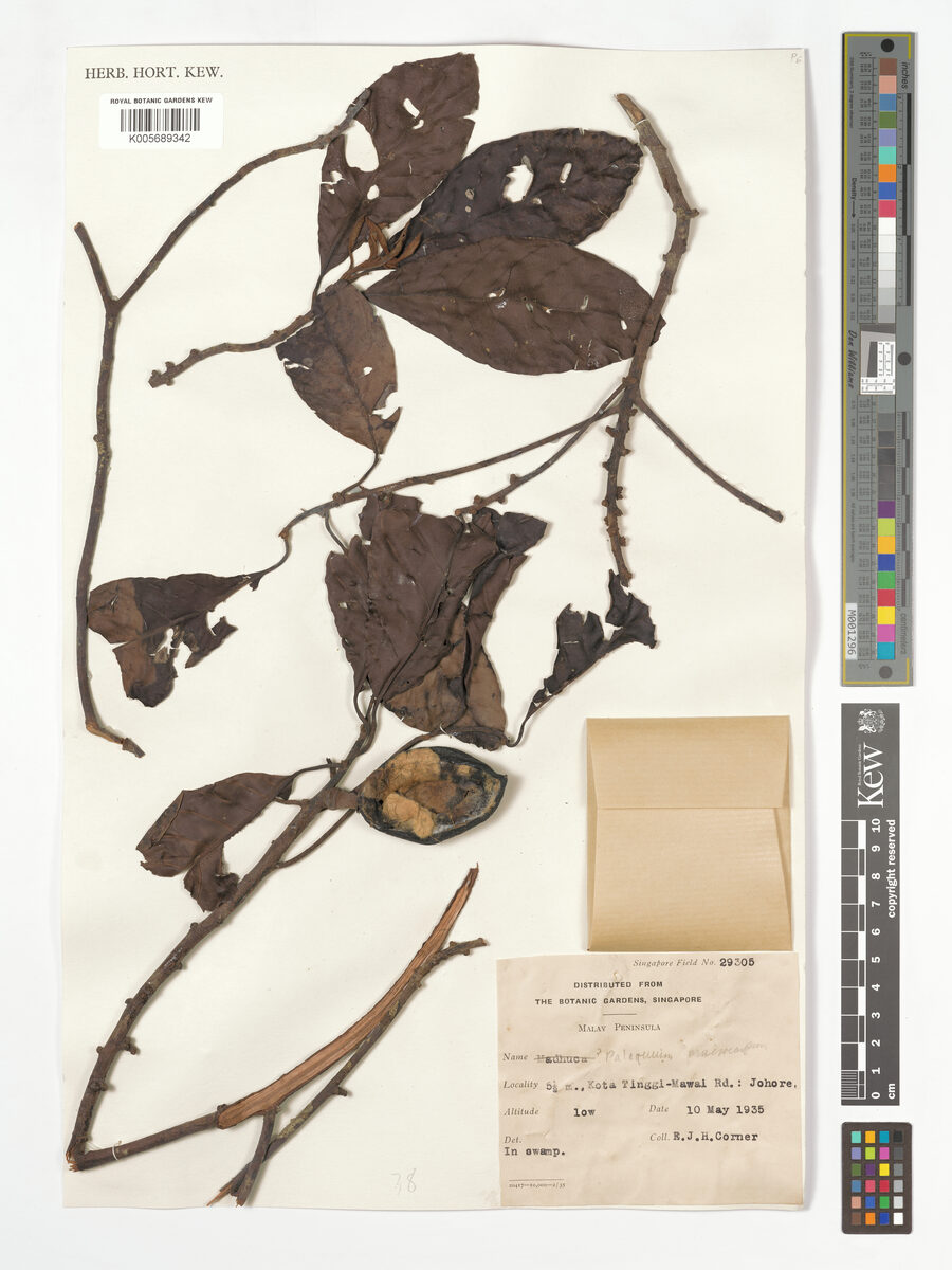 Palaquium macrocarpum