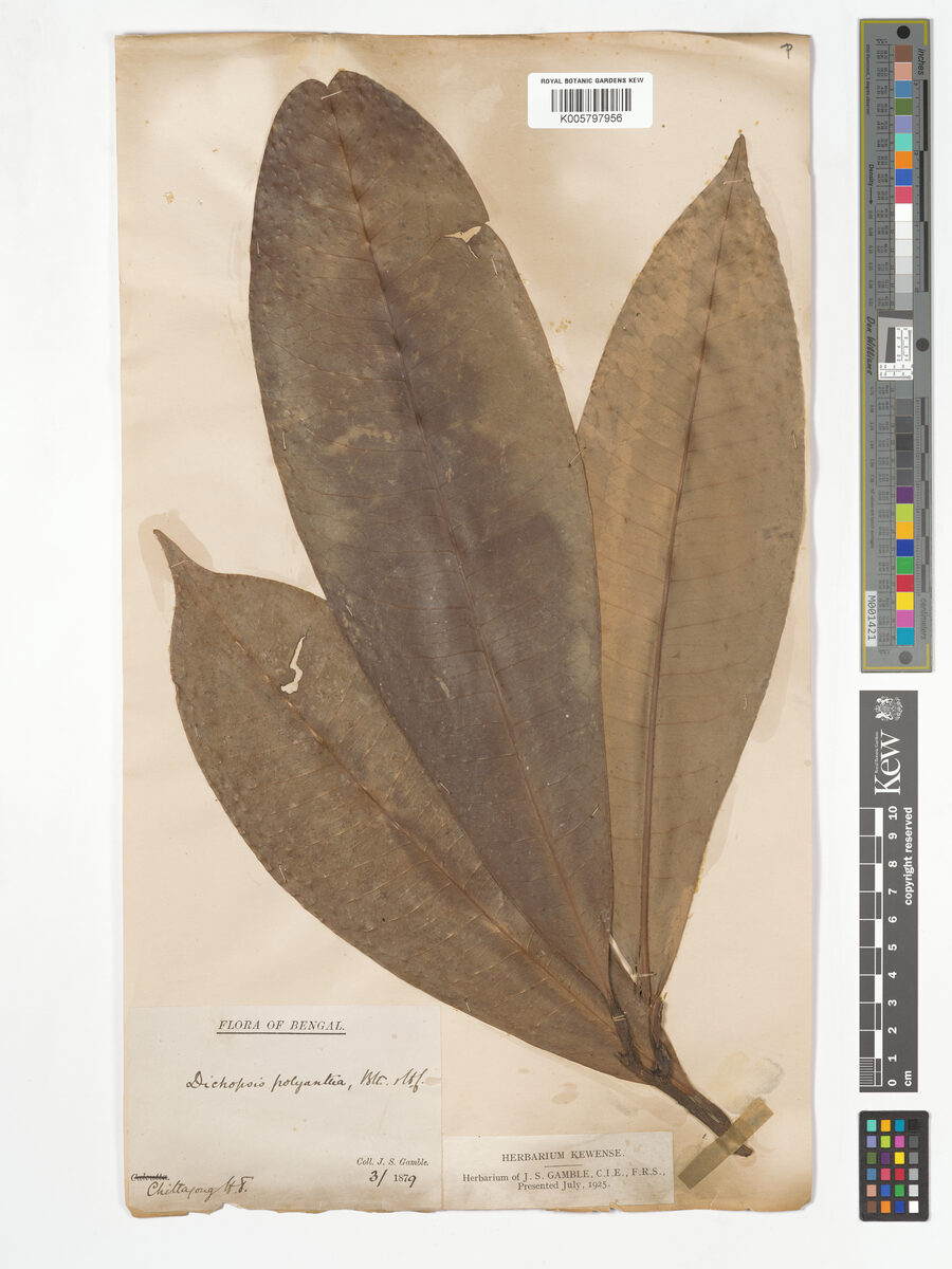 Palaquium polyanthum — photo
