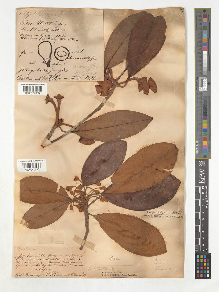 Palaquium polyanthum — photo
