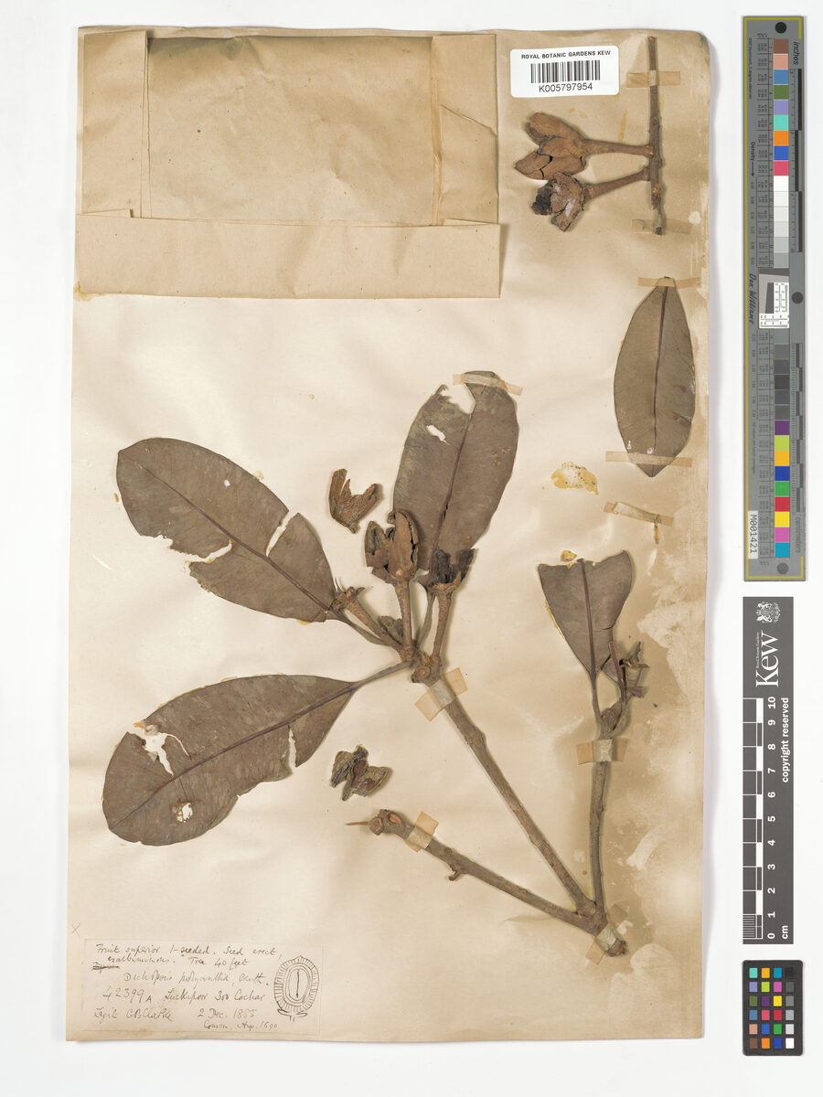 Palaquium polyanthum
