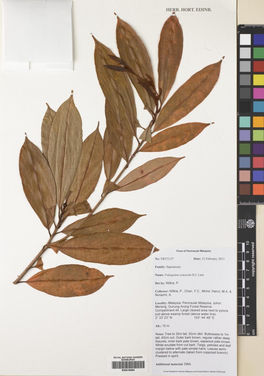 Palaquium semaram — photo