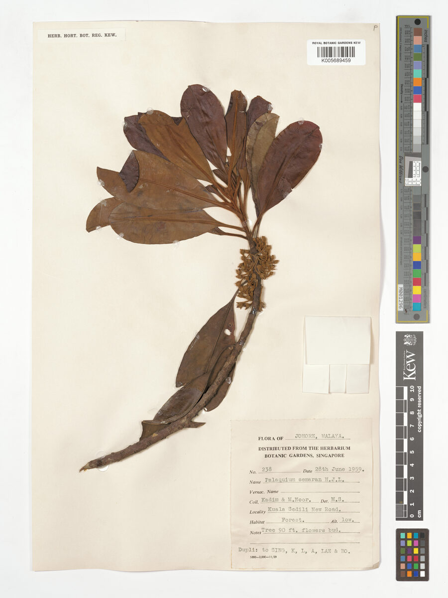 Palaquium semaram — photo