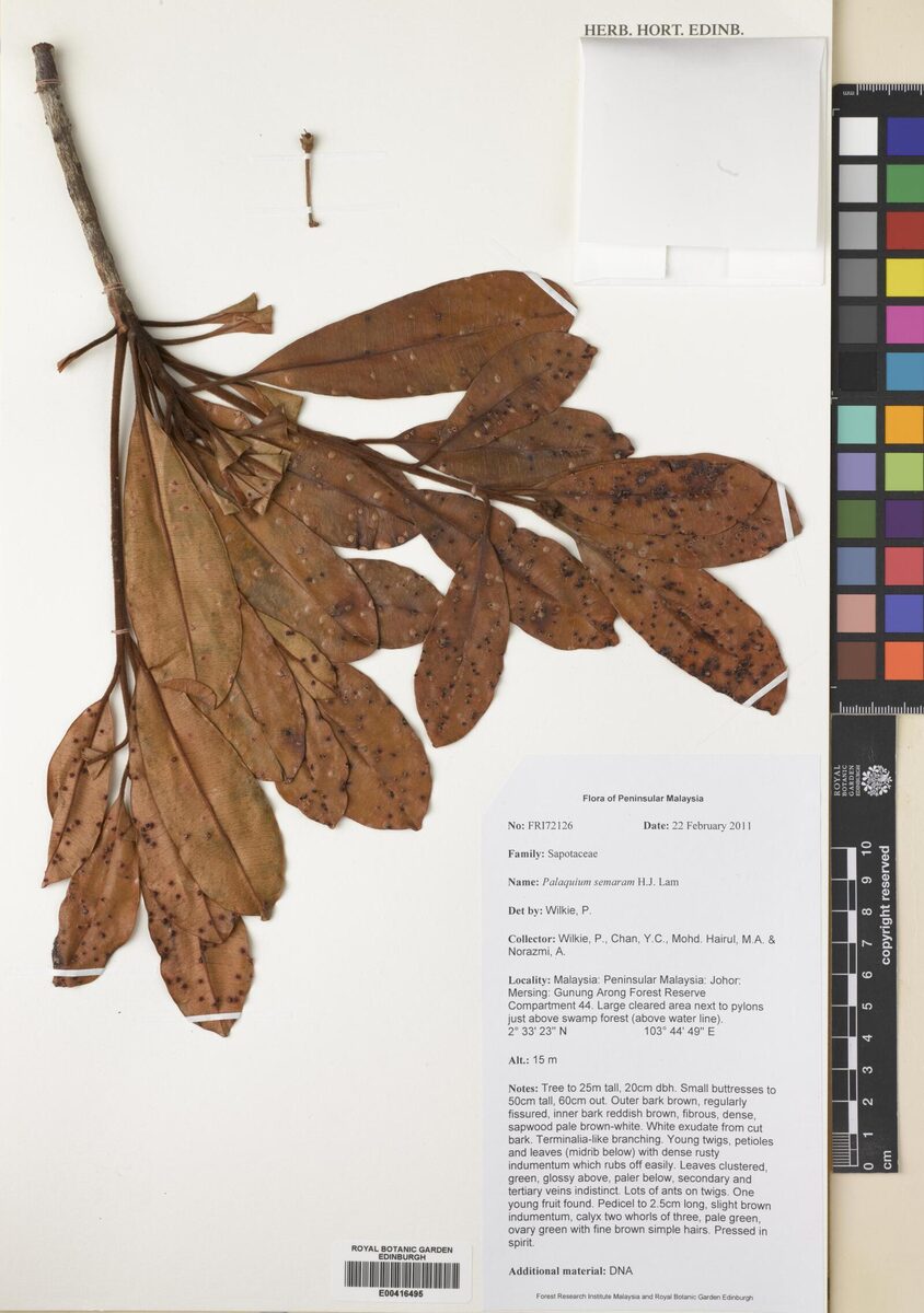 Palaquium semaram
