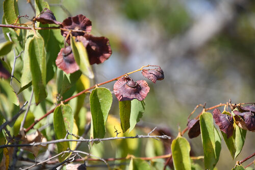 Paliurus spina-christi (Christ's thorn) — photo